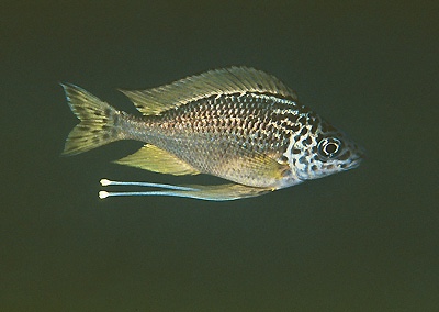 Ophthalmotilapia nasuta 'Chimba'